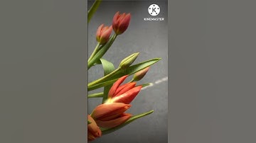 سورة نوح من 19الي22 بالتجويد بروايه حفص