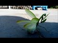 Mantis religiosa | Богомол обыкновенный  в стойке