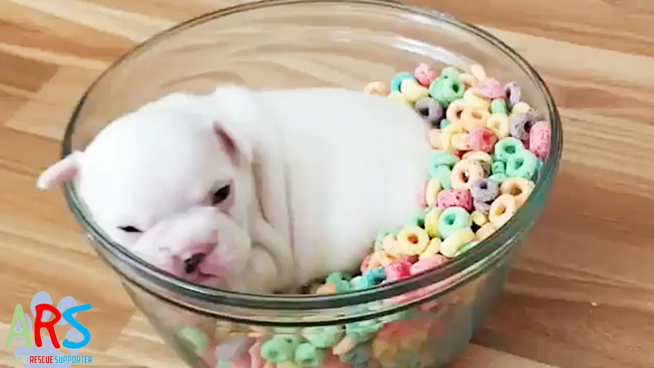 Cute Dog Sleeping In a Bowl of Cereal So Adorable! YouTube