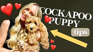 COCKAPOO PUPPY LOVE ❤️Bringing our new Cockapoo puppy home!
