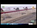 الشوط 4 السيف الذهبي الحول المؤسسات زاهية لـ هجن الرئاسة 12 22 54 مهرجان البشائر السنوي 2026