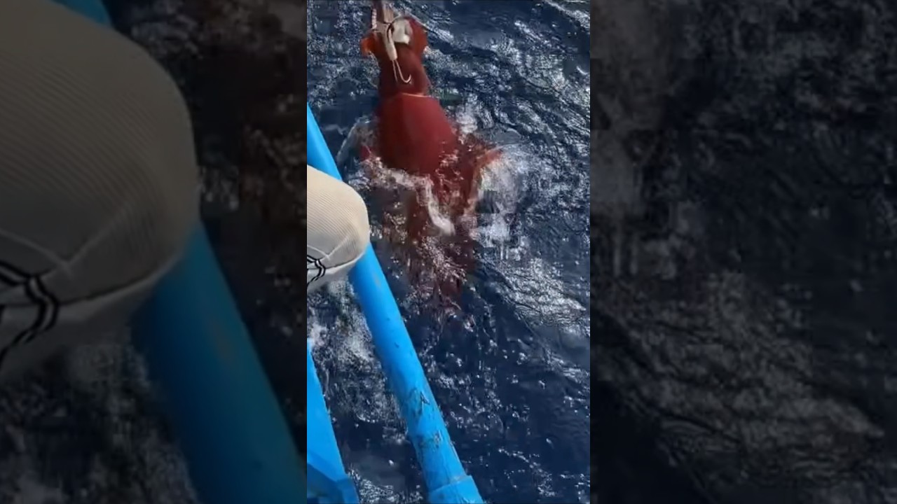 ♨️🚤kanava meen pidithu varum 🎣