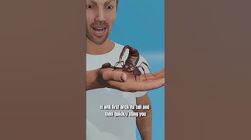 How do scorpions attack you? 😲