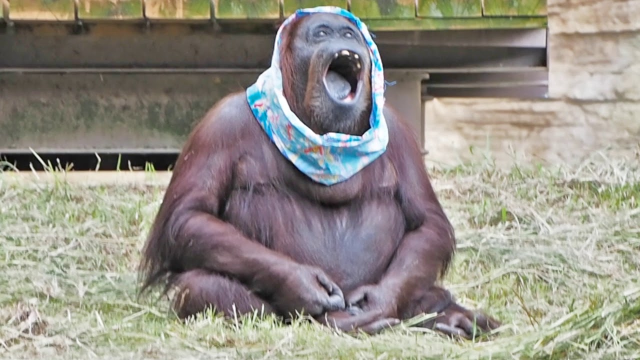 ジプシーさんのタスキ掛け・オランウータン - YouTube
