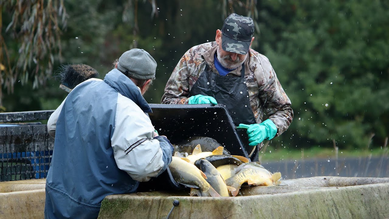 Výlov Křemačovského rybníka