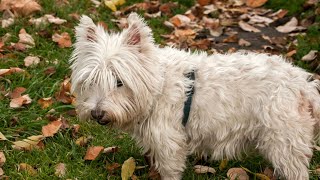 Scottish Terrier Temperament with Other Dogs