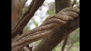 Banisteriopsis Caapi