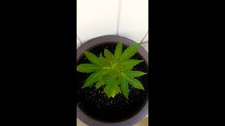 Gorilla GLUE. STRAIN .MEDICAL CANNABIS OUTDOORS CONTAINER GROW EPISODE 6