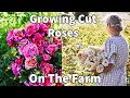 Growing cut roses for loads of blooms this spring  on the farm rose cleaning pruning  fertilizing