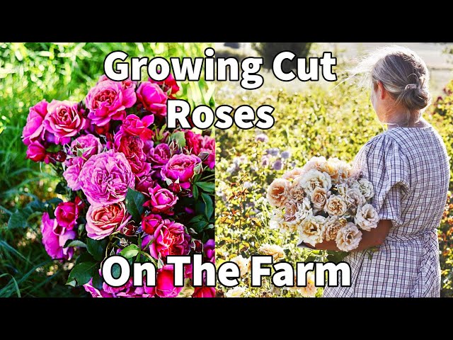 Cut Flowers for Farm Production: Strawflower “Raspberry Rose”