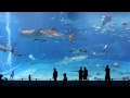 Kuroshio Sea - 2nd largest aquarium in the world - song is Please Don't Go by Barcelona