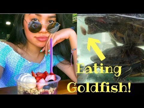 my-birthday-party-&-feeding-my-turtles-goldfish!!-//-vlog