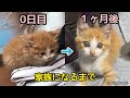 小さな猫が家族になるまで。保護から1ヶ月が経ちました。