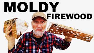 MOLDY FIREWOOD...CAN YOU BURN IT AND SELL IT..SHOULD YOU?