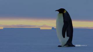 Sneak Peek: Emperor Penguins | Dynasties | Saturdays at 9pm | BBC America