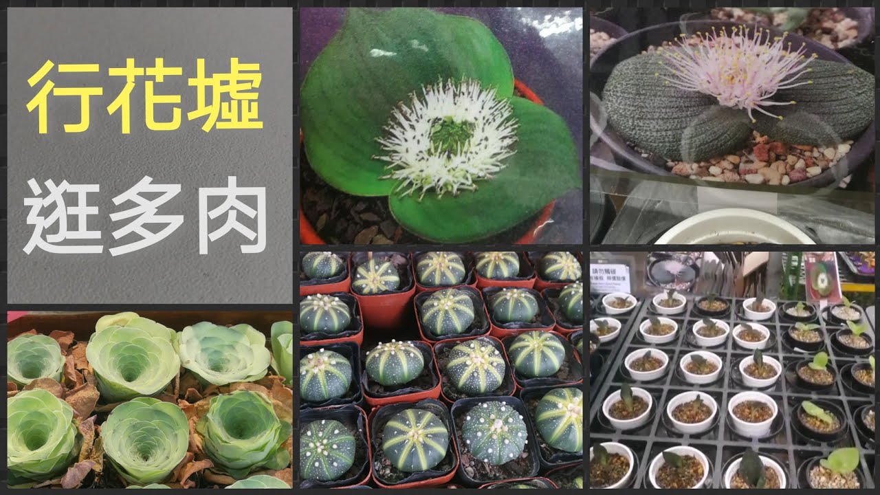 行花墟 逛多肉 Youtube