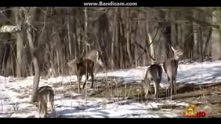 MonsterQuest Ohio Grassman Eyewitness Encounter