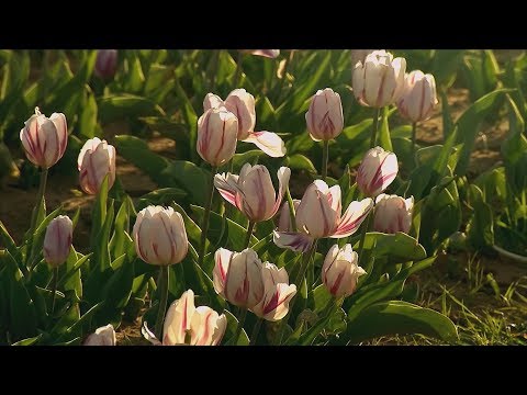 Vídeo: Com cultivar tulipes a Texas?