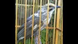 Suara Burung Cucak Rawa Jawara