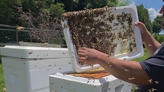 Supering the Primal Bee Hive