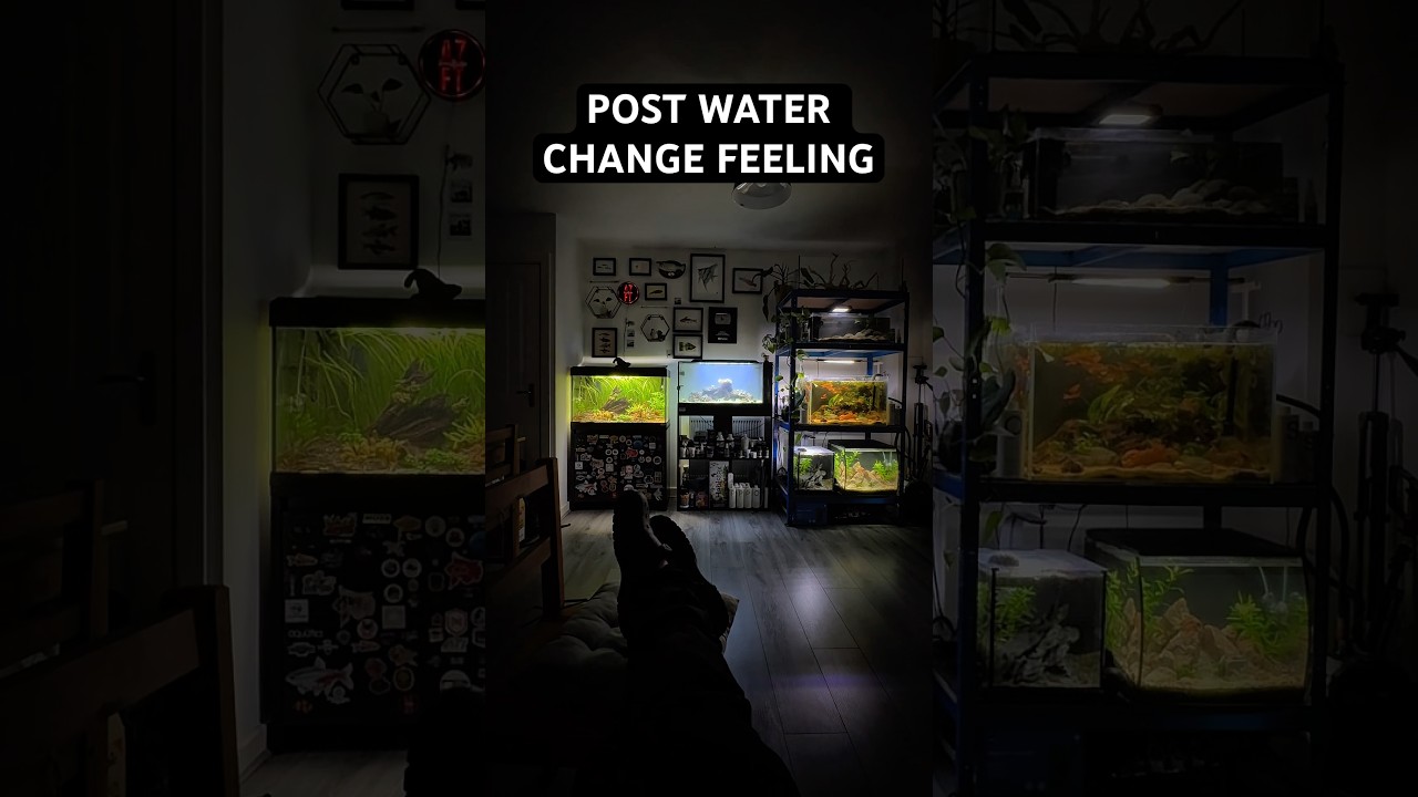 That feeling after water changes are done. Featuring the fishkeeper Crocs 😂