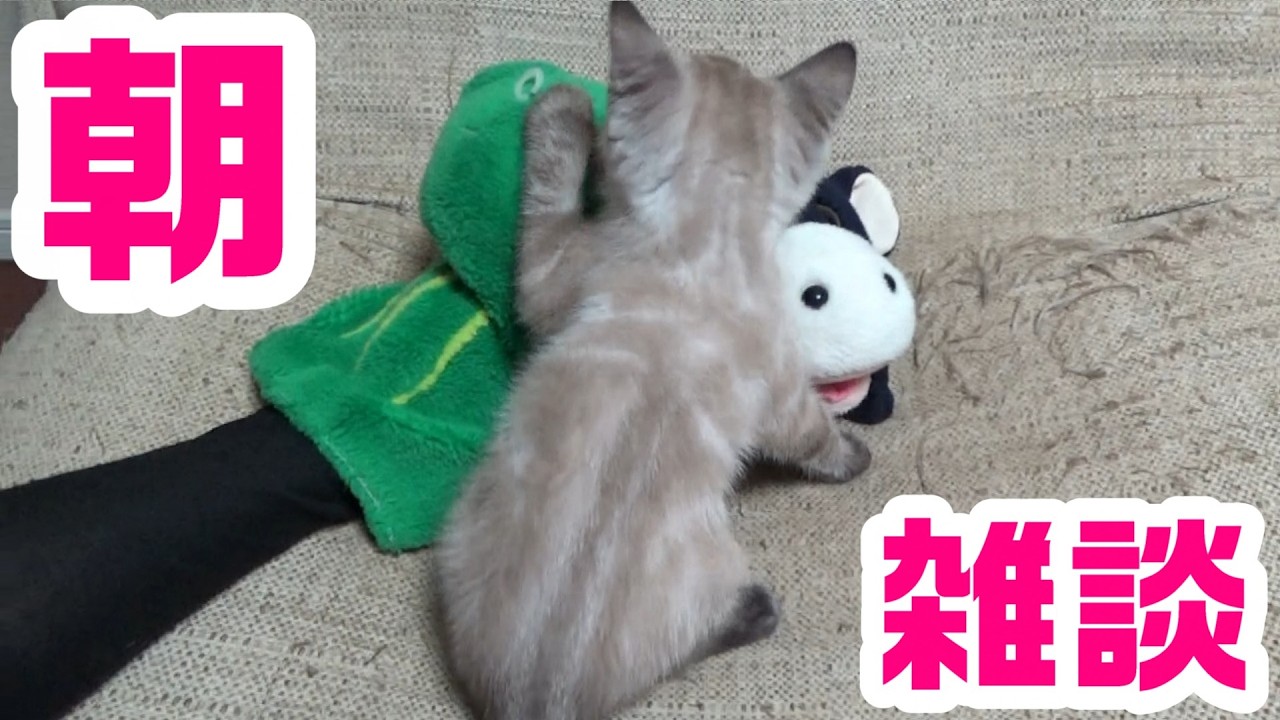 朝から雑談！パペットマペット雑談生放送🐮🐸