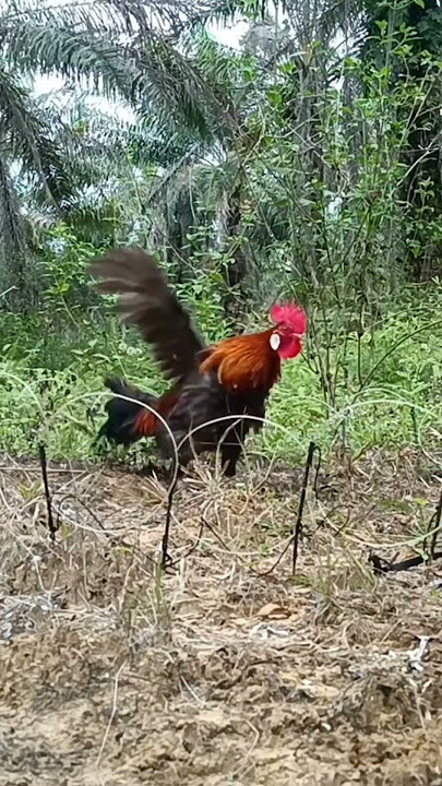 kepakan dan Kokok pikat londo #ayam #ayamhutanmerahsumatra