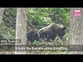 More bears sighted in city centers in northern Japan