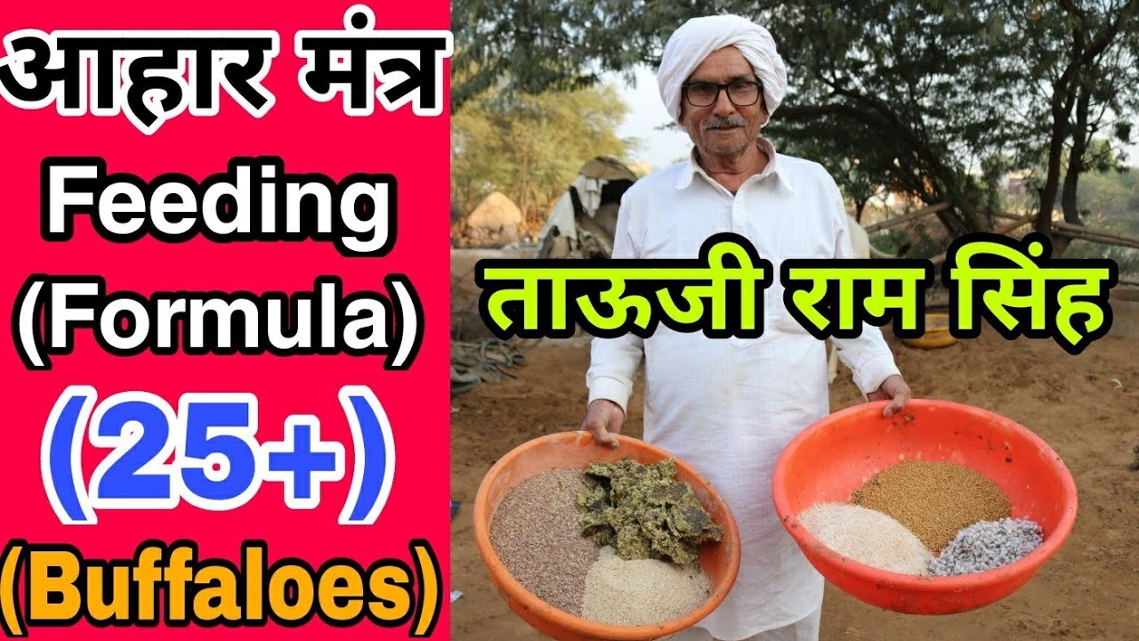 ताऊजी राम सिंह पांडवाण : 25+ दूध वाली भैंसों को क्या खिलाएं || Feeding Formula : Tau Ji Ram Singh 👍