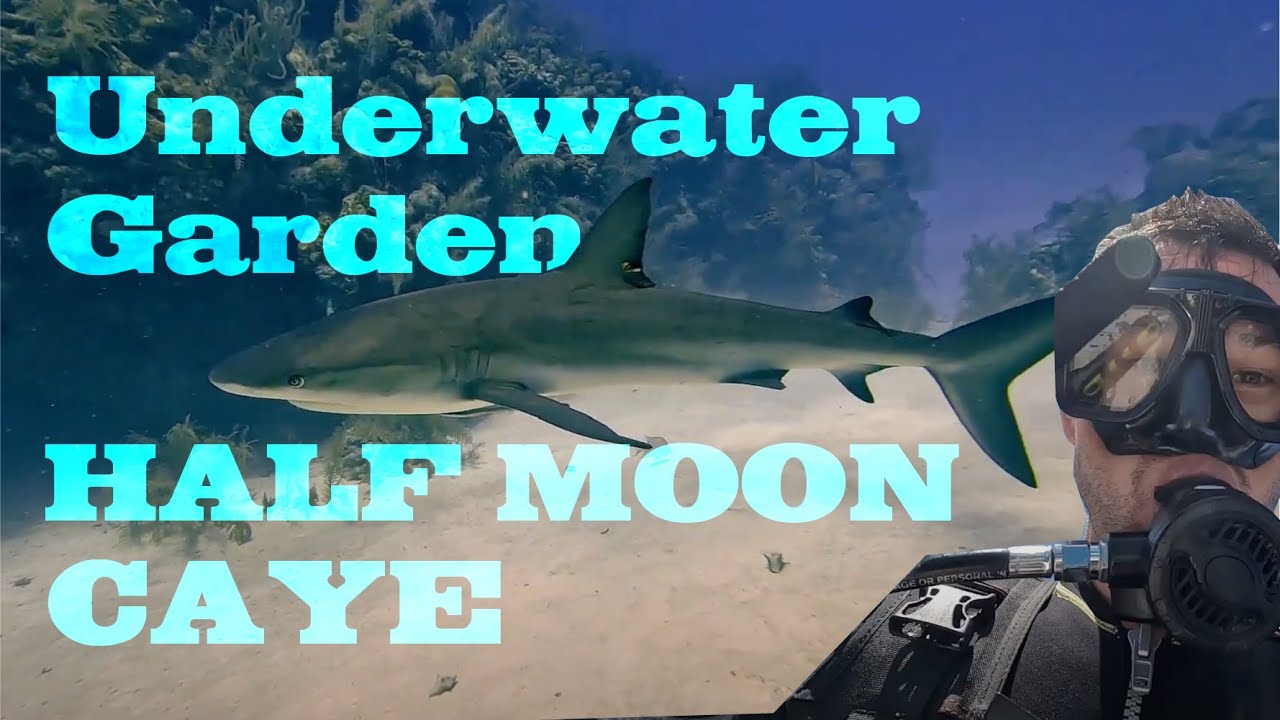 Diving Half Moon Caye