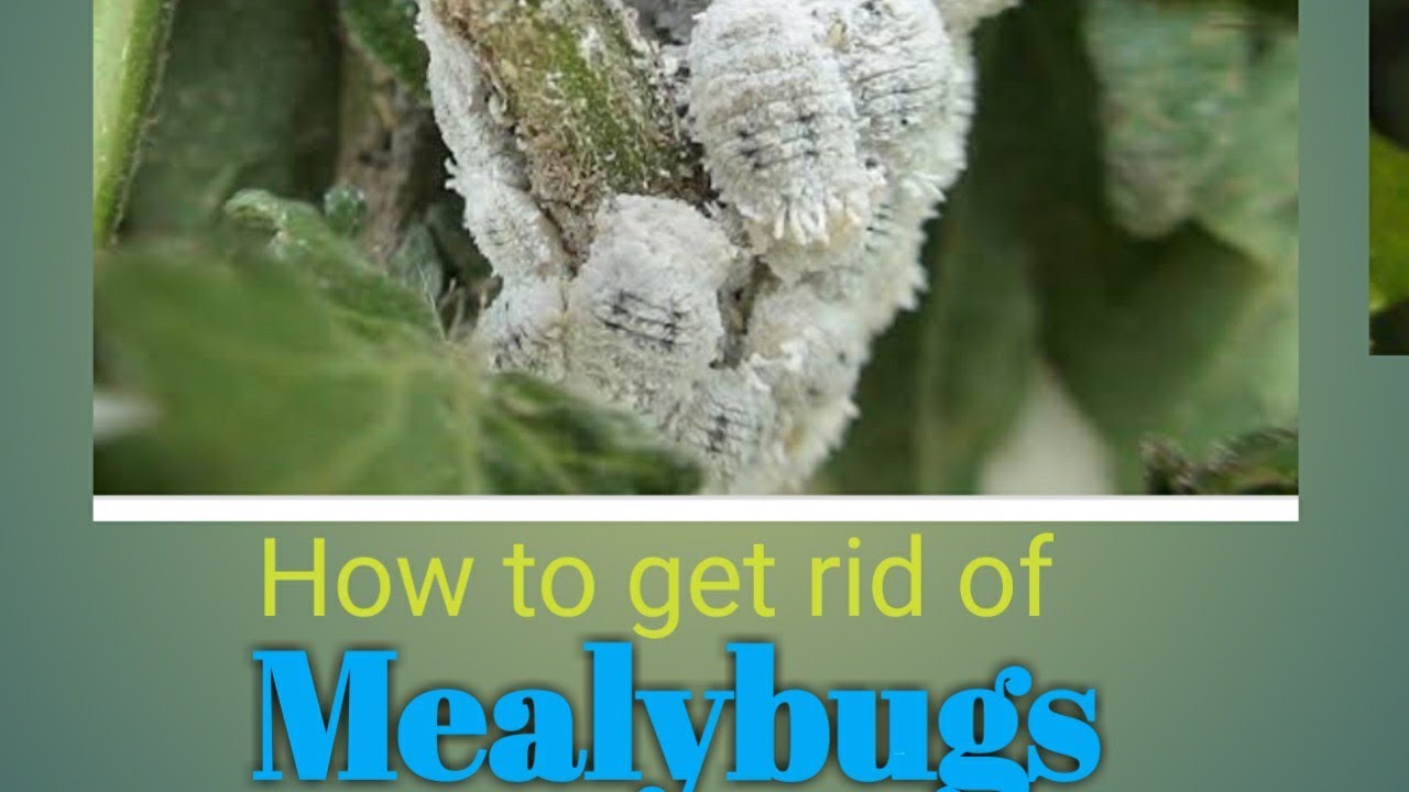 How to get rid of Mealybugs.🐜🦗🐛🐌...pest control in plants - YouTube