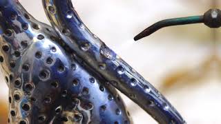 How Its Made - Cheetah African Collection