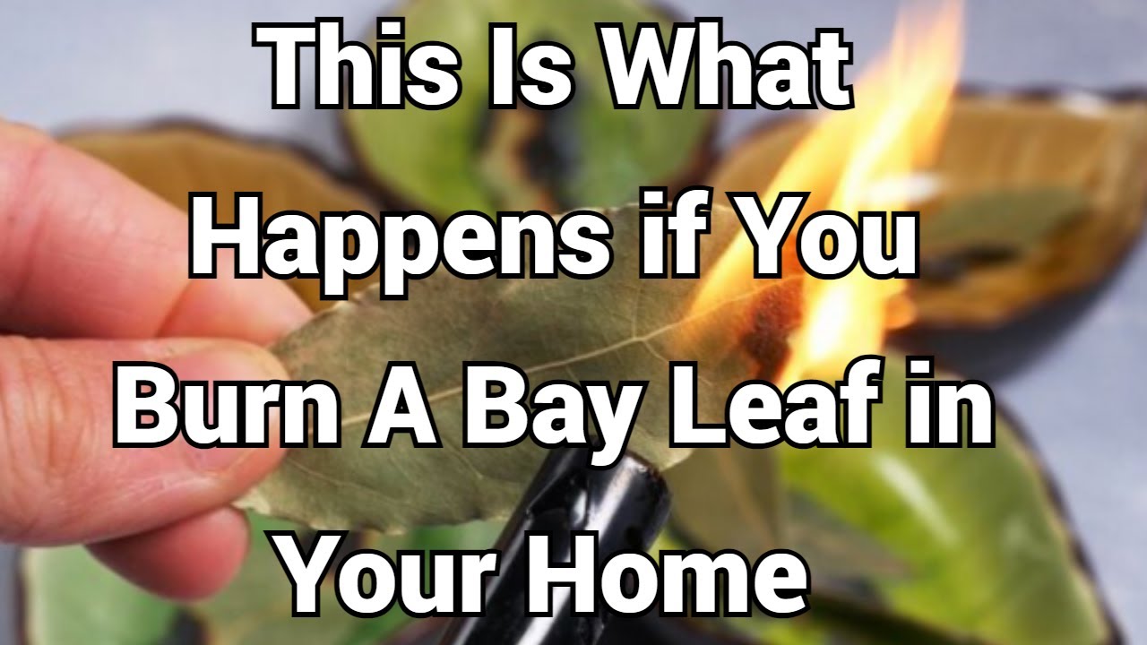This Is What Happens If You Burn A Bay Leaf In Your Home Plus 7 Other ...