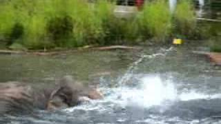 Bathing Elephants at Copenhagen Zoo (August 2008)