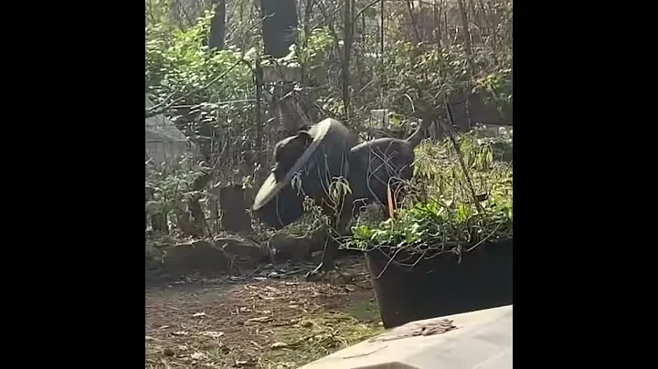 Mastiff play