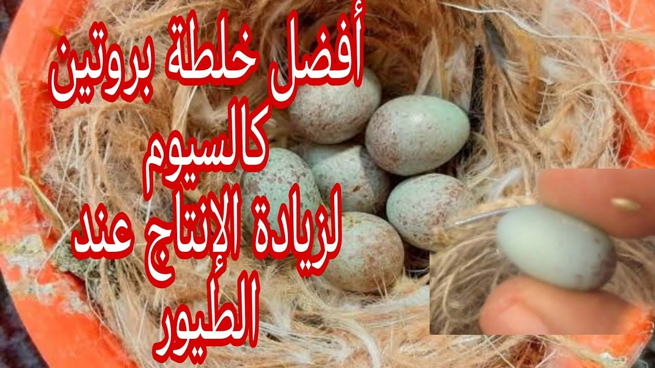 من بيضة واحدة الى 6 بيضات ضاعف انتاج طيورك قنبلة الموسم أفضل المواد لزيادة الإنتاج