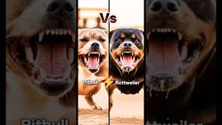 Pitbull Vs Rottweiler dog fight 😱😱 #youtube #shorts #fighting #pitbull #rottweiler #video #viral