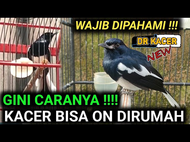 RAWATAN KACER INI AGAR ON DIRUMAH CUMA BEGINI | DR KACER TERBARU class=