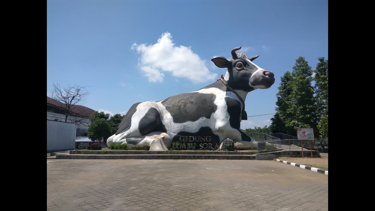  Suara  Binatang  SAPI Suara  Binatang  Untuk Anak Anak 