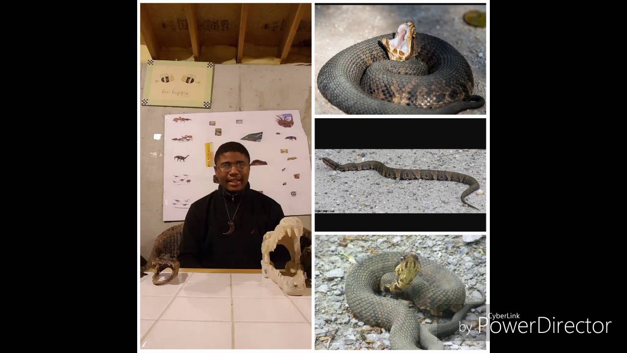 camera iphone 8 plus apk The Cottonmouth