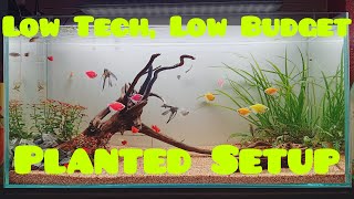 Low Tech, Low Budget Planted Setup | One Week Update