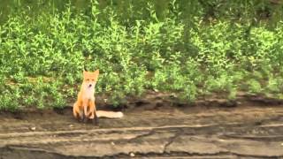 Nicoletta In Siberia