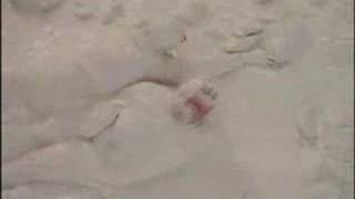 Honey We Shrunk Ourselves Edit