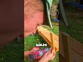 The Secret Cat Door Hidden Inside the Wall