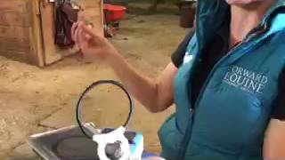 The Assisi Loop and Equine Applications