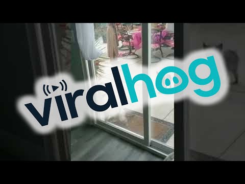 Small Cat Opens Large Door || ViralHog