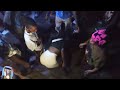 SHOW LIVE SINA JINA MC USIKU WA NDIO NDIO SHANGA JUU JUU NOMA SANA NDANI YA SAMAK SPOT MOROGORO 