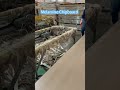 Melamine boards in production! #factory #manufacturing #furnitureboard #chipboard #melamineboard