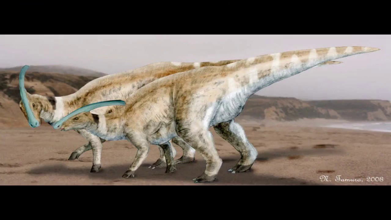 Динозавры женщины. Паразауролофы. Паразауролоф фото. Худой динозавр. Паразауролоф предок какого животного.