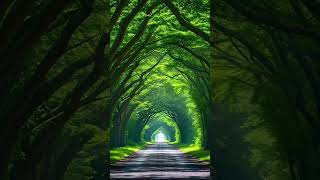 Akele Hain Chale Aao Jahan Hoyoutubeshorts viralshort ytshorts shorts trending sadtatus